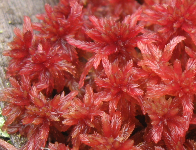 Sphagnum rubellum